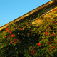 Illustration for article titled The Most Colorful Houses Engulfed in Vegetation